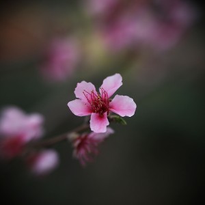 IMG_6629