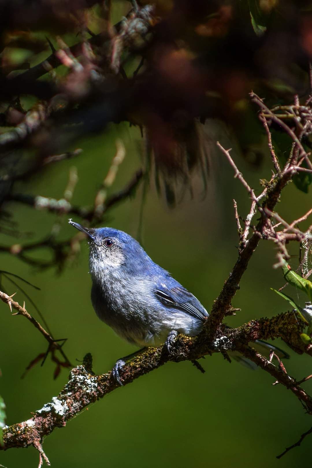 inbound5327108566013965339