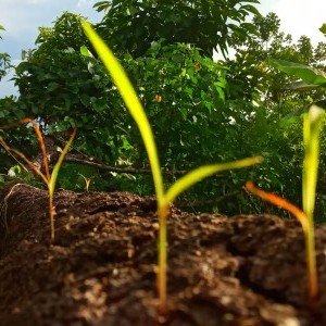 inbound6538767060338156762