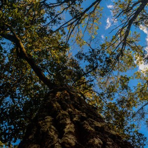 profundobosque-37