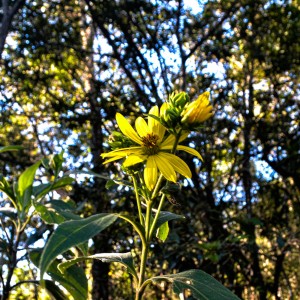 profundobosque-49
