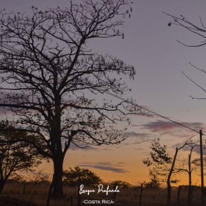 profundobosque-2