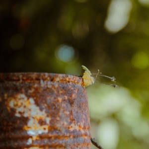 La naturaleza siempre gana