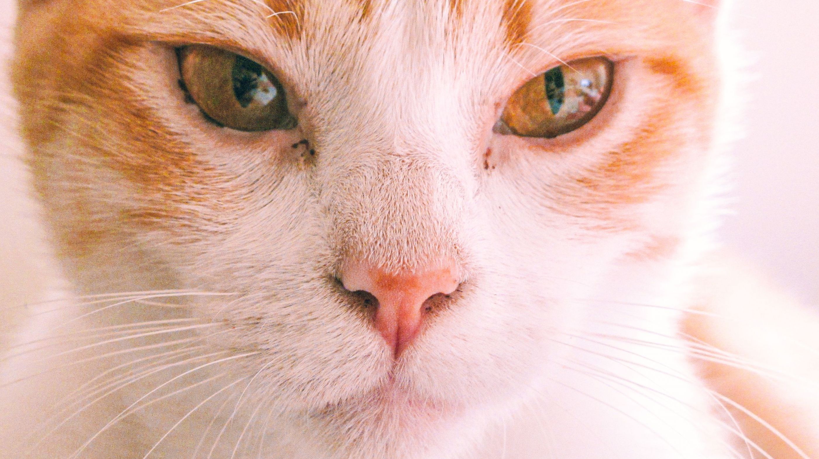 inbound2757543496880089392