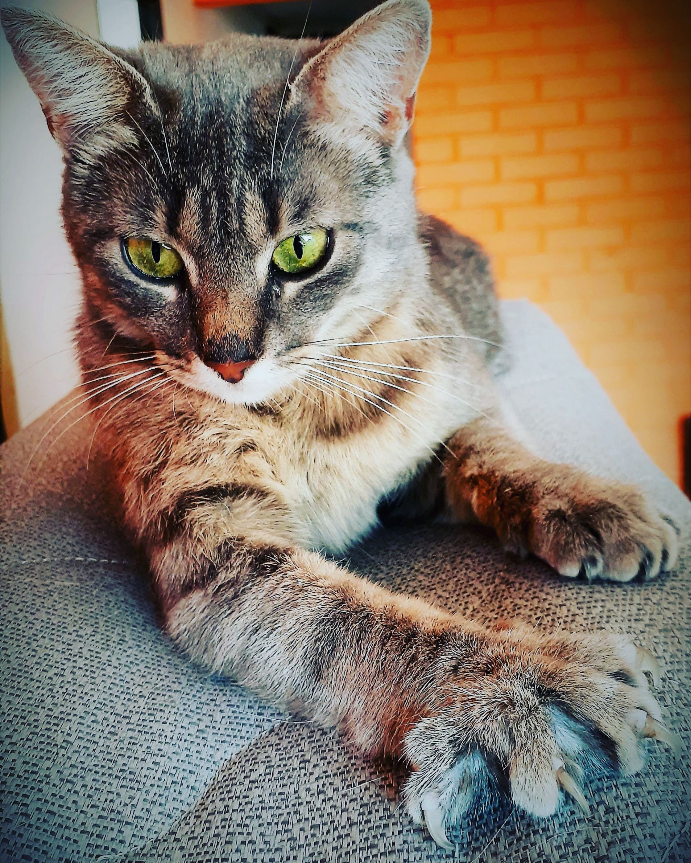 La gata12