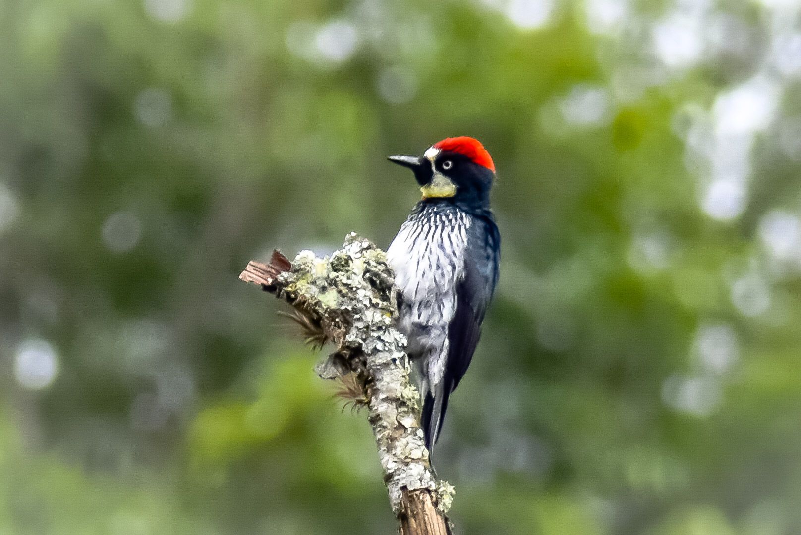 inbound5851754255598323587