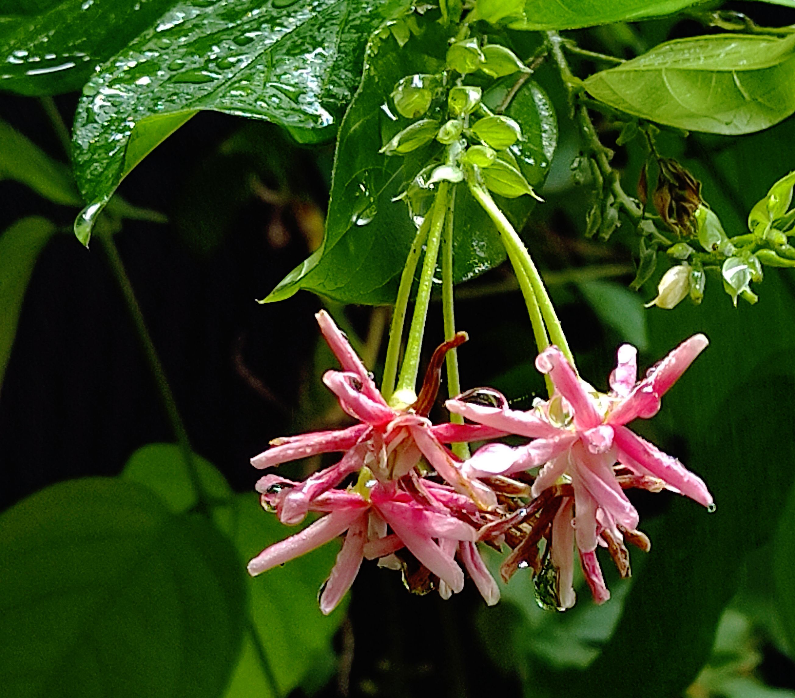 IMG_20250725_10482311