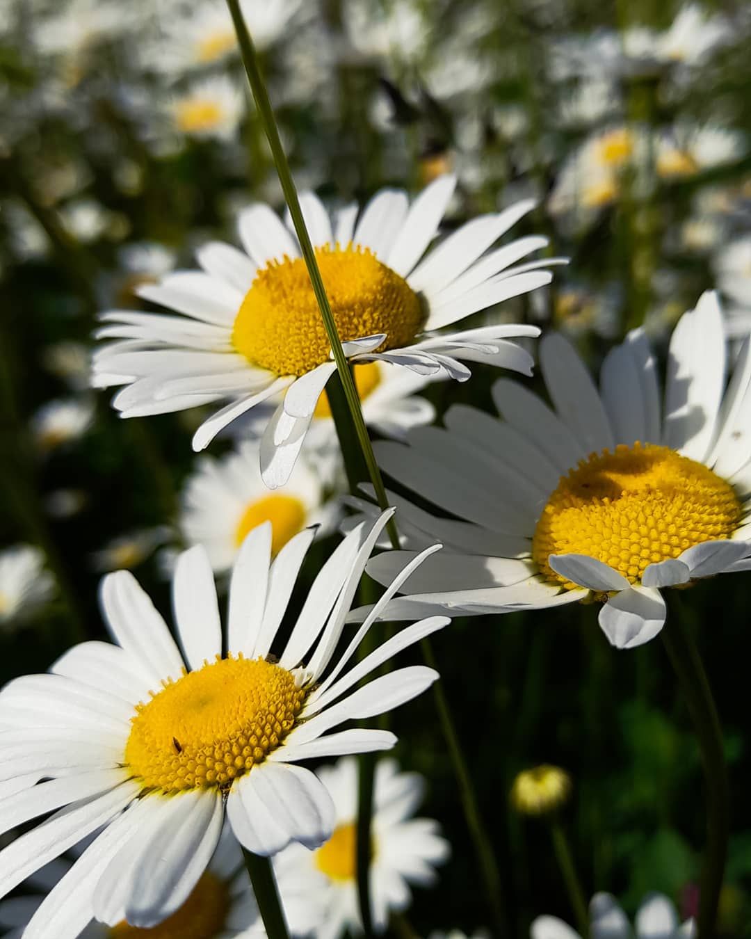 IMG_20210709_085055_084