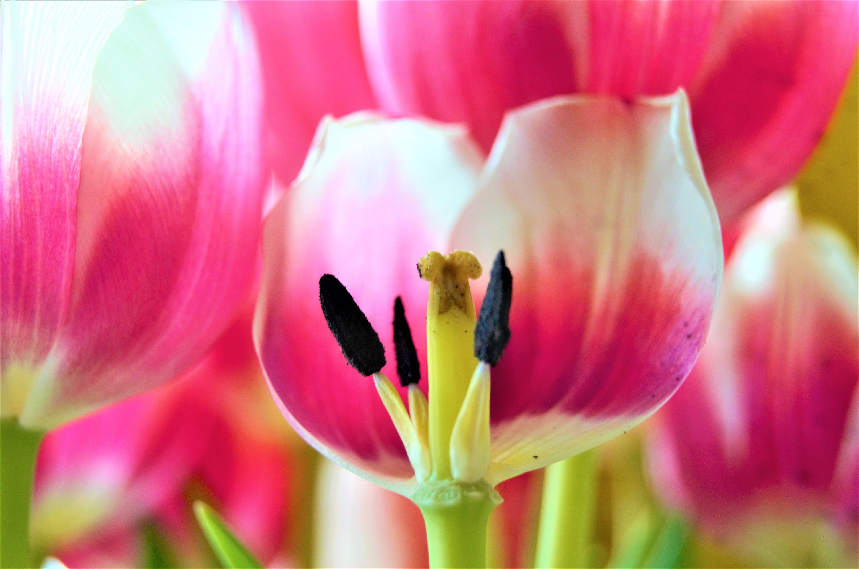 detail tulipán