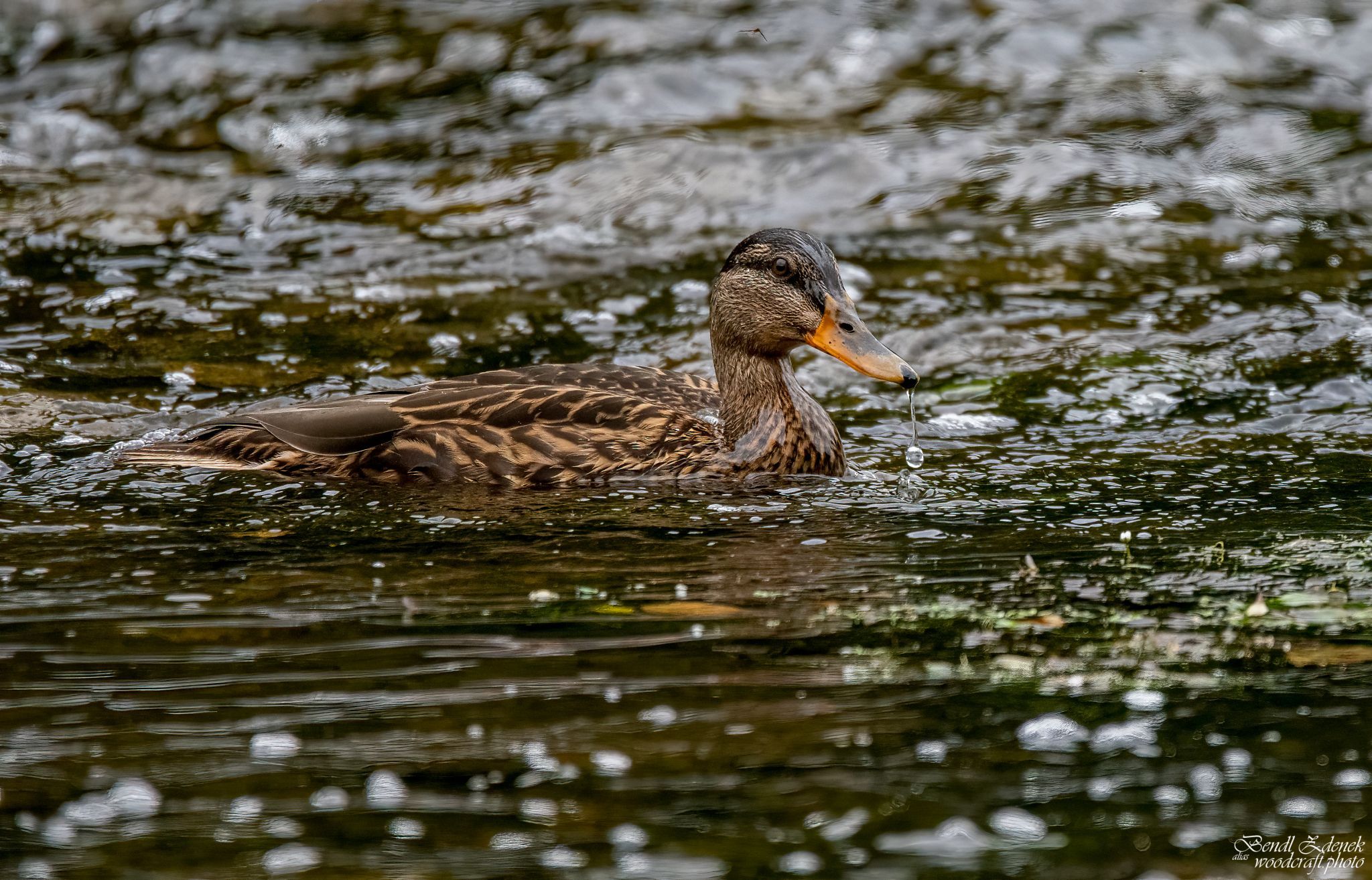 _DSC0189