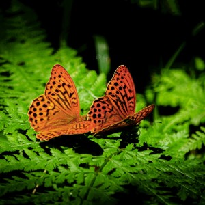 DSC_5246_motyl
