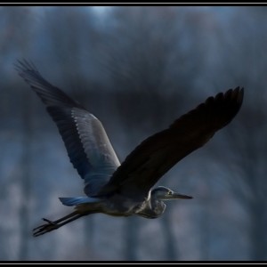 _WCP1420_00021