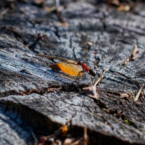WCP_9529