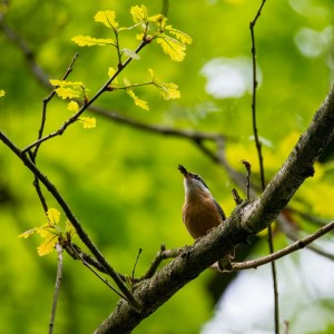 WCP_0633