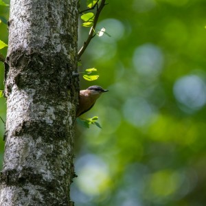 WCP_0674