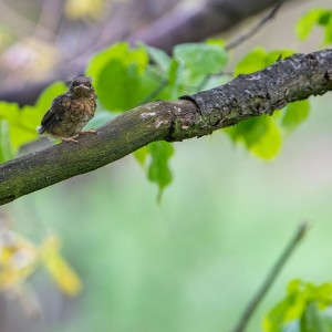 WCP_0981