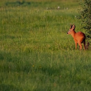 _DSC8397
