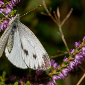 _DSC8761