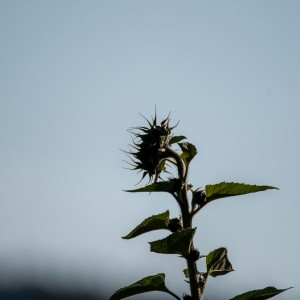 _DSC9808