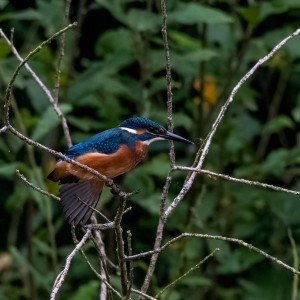 _DSC0105