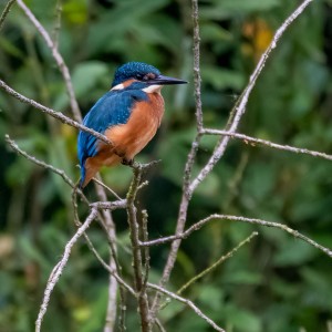_DSC0087