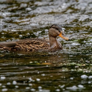 _DSC0189
