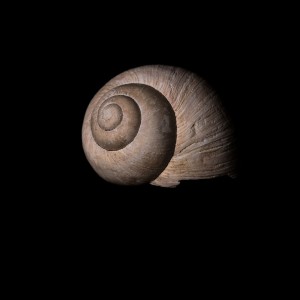 _WCP7431