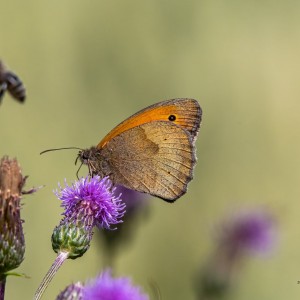 _WCP9392