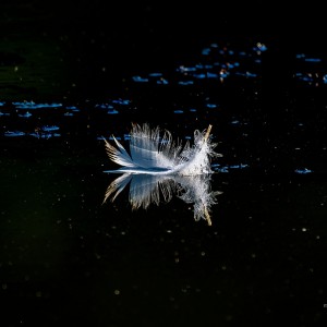 _WCP9718