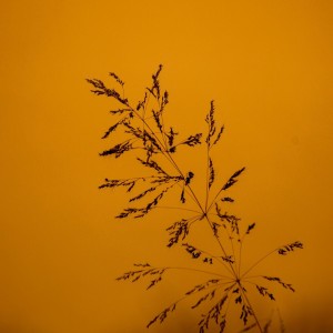 _WCP0315
