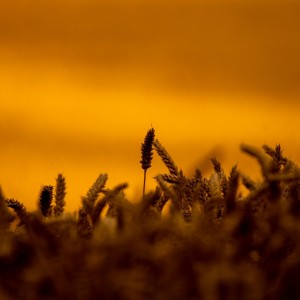_WCP0311
