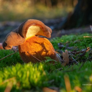 _WCP4563