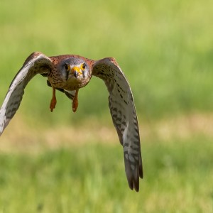 _WCP5555