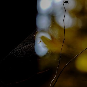 _WCP5614