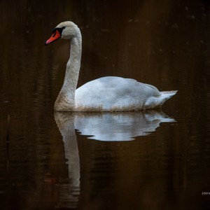 WCP_0106