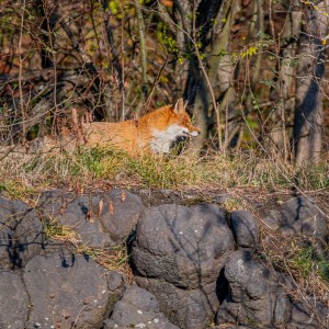 WCP_0030
