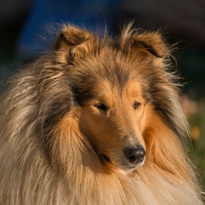 WCP_0362