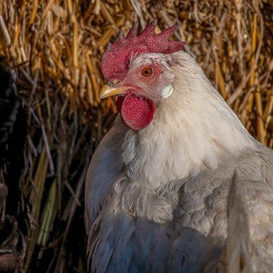 WCP_0366