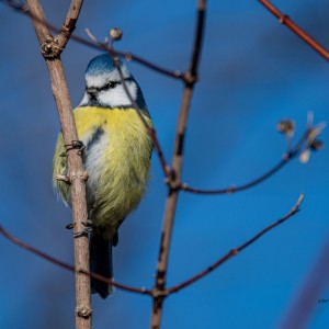 WCP_0375