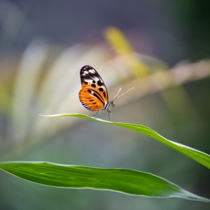 WCP_0441