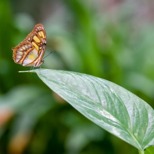 aaWCP_0458