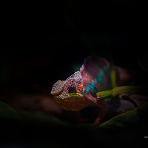 WCP_0930