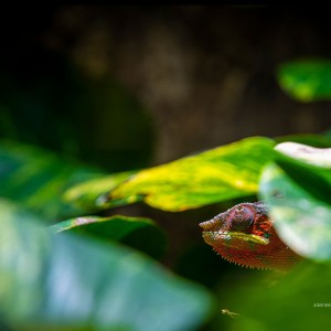 WCP_0941
