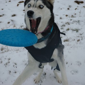 Shasta a frisbee