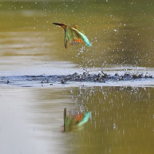 po neúspěšném lovu