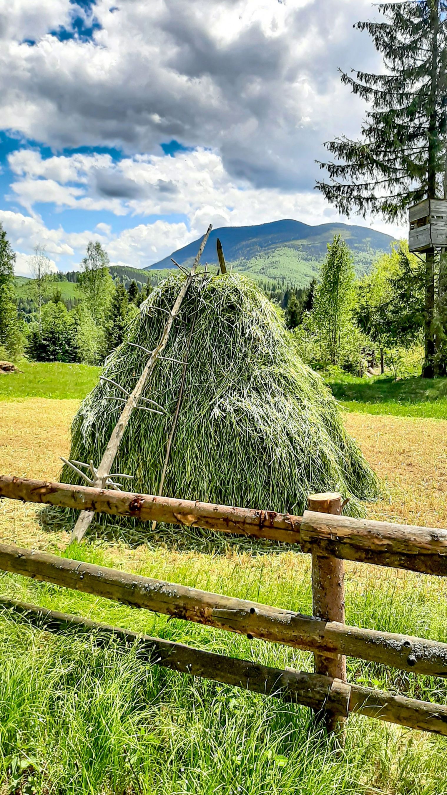 Літо в Карпатах