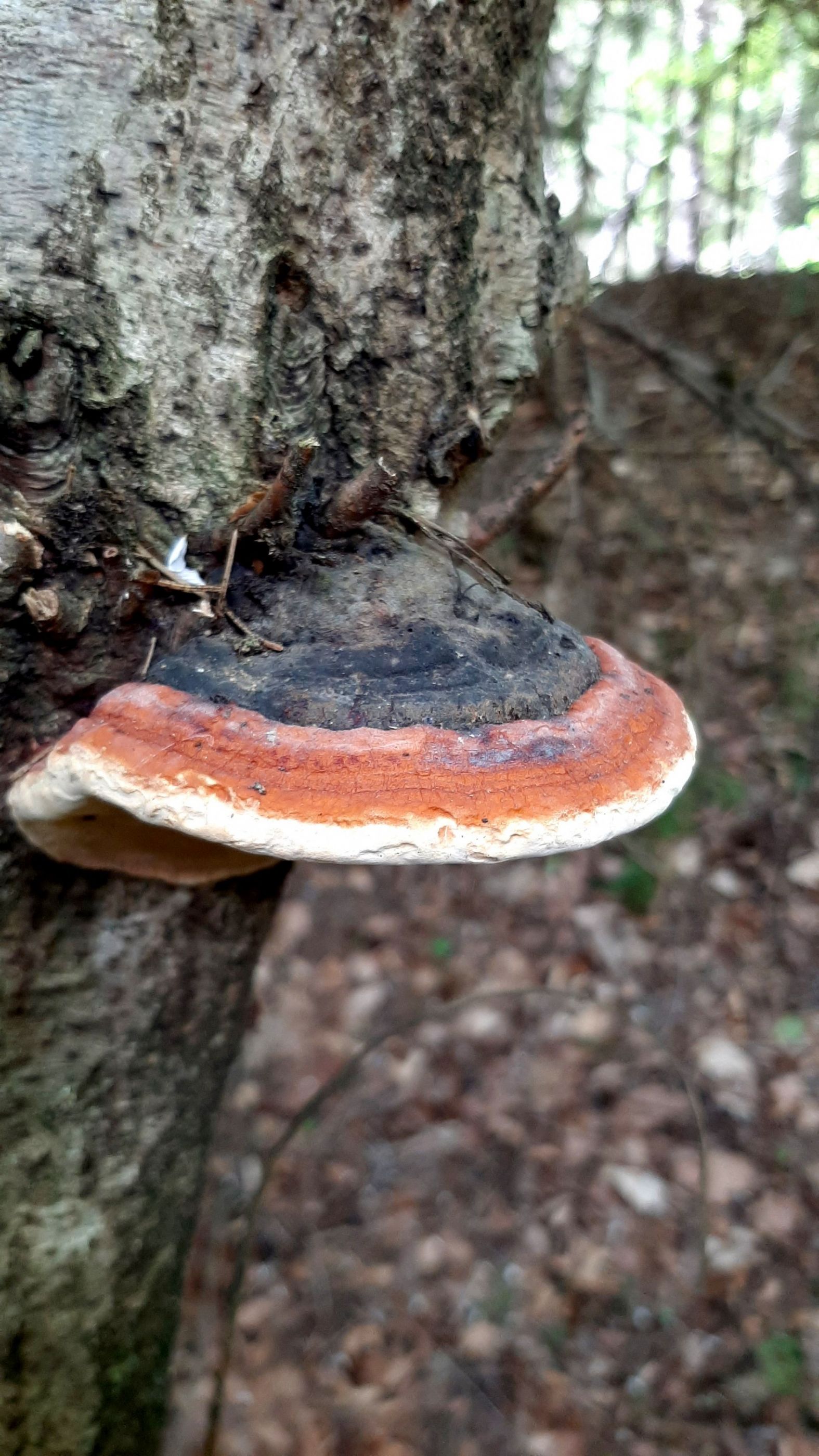 Літо в Карпатах