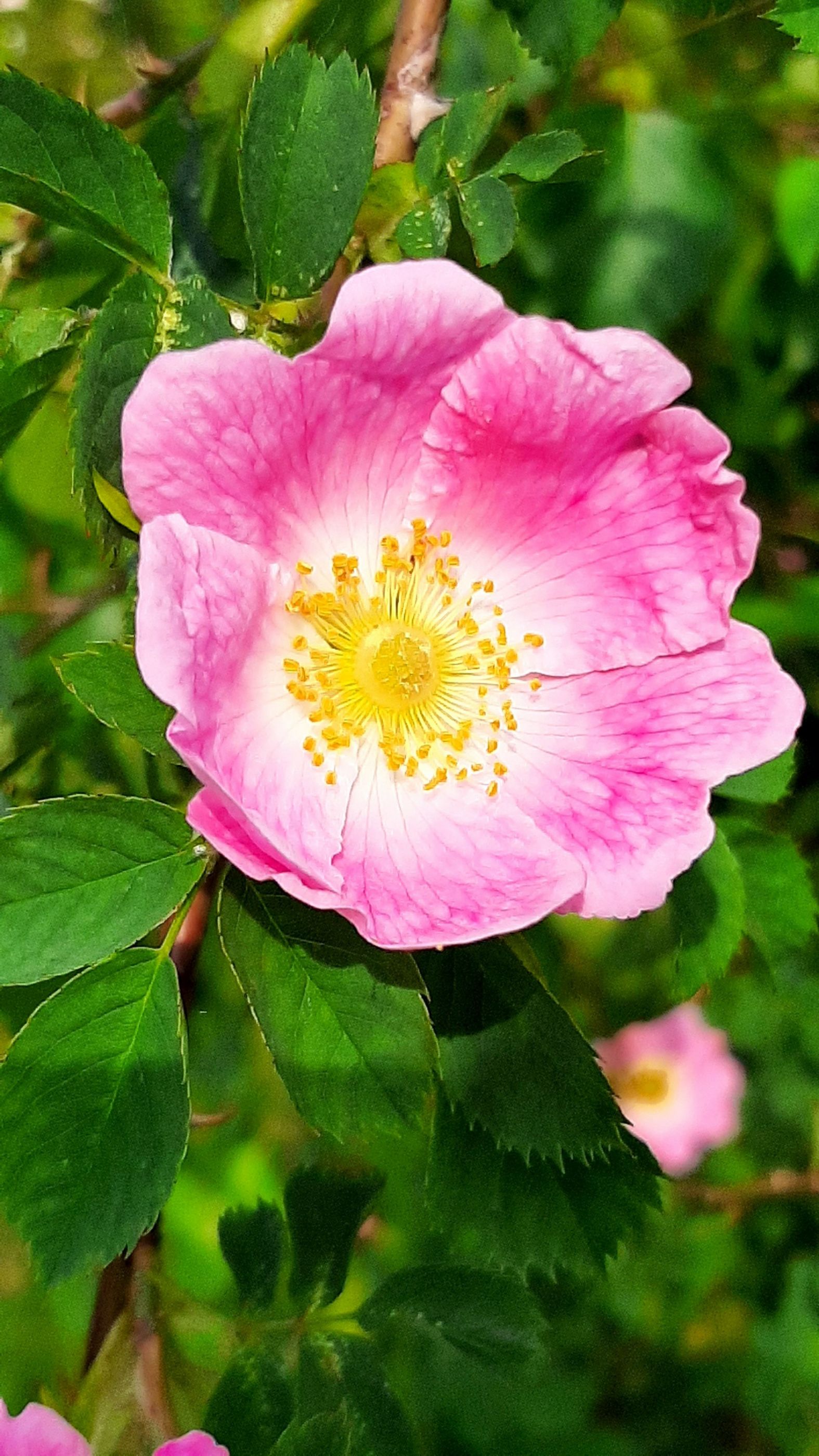 квітка шипшини