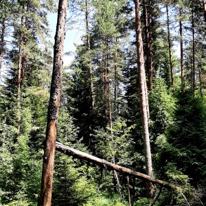ЛОВАГИ