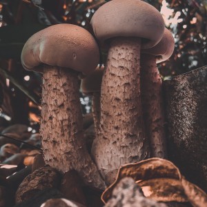 93C35546-8EE2-411C-8688-1CCFBB5D9F2A